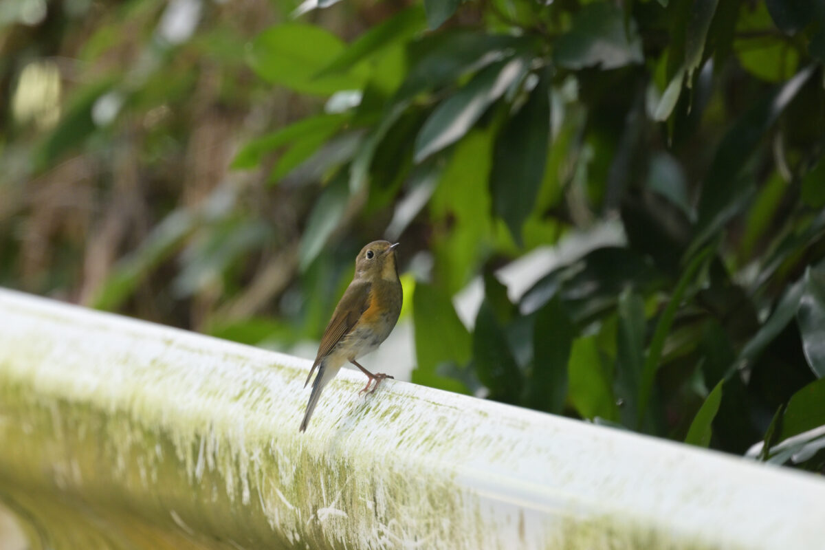ルリビタキ
ルリビタキ♂第１回冬羽
ルリビタキ雄第１回冬羽
ルリビタキ若鳥
西表島
白浜林道