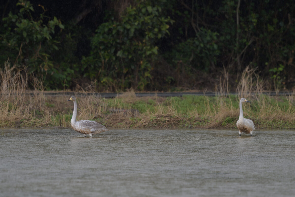 オオハクチョウ
コハクチョウ
オオハクチョウ幼鳥
コハクチョウ幼鳥
西表島
オオホラダ