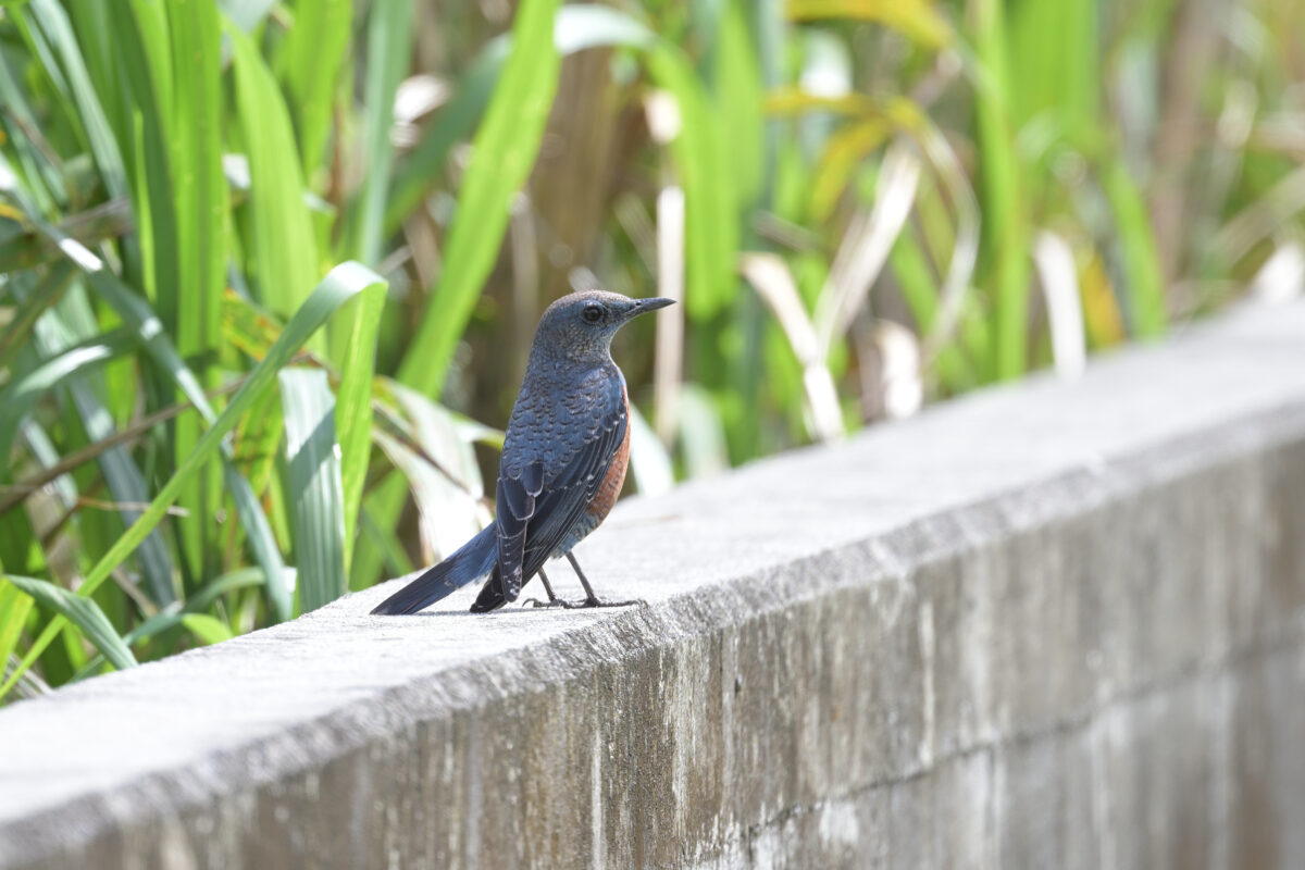 イソヒヨドリ
イソヒヨドリ♂若鳥
イソヒヨドリ雄若鳥
イソヒヨドリ雄
イソヒヨドリ♂
西表島
