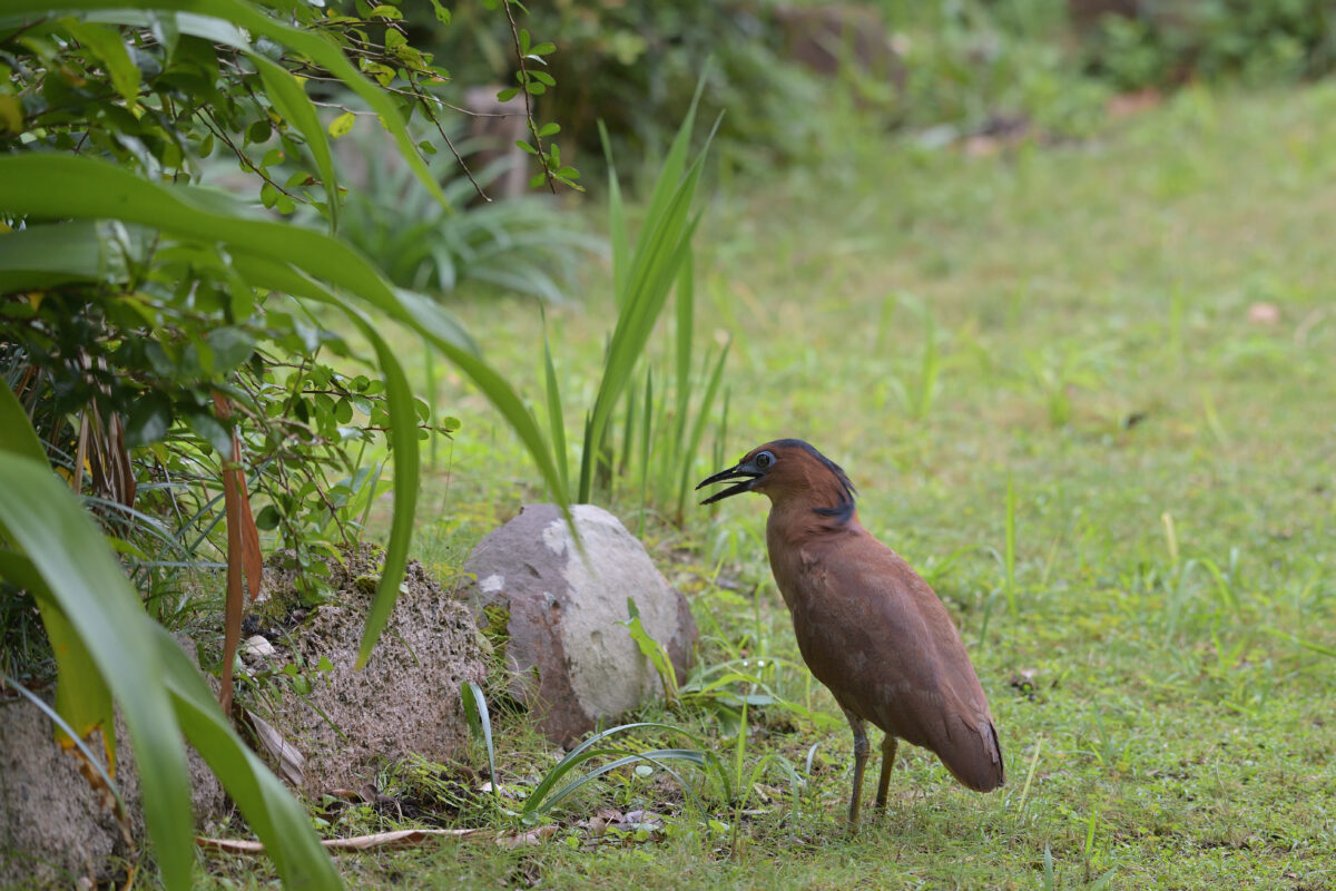 ズグロミゾゴイ
西表島
星立集落
