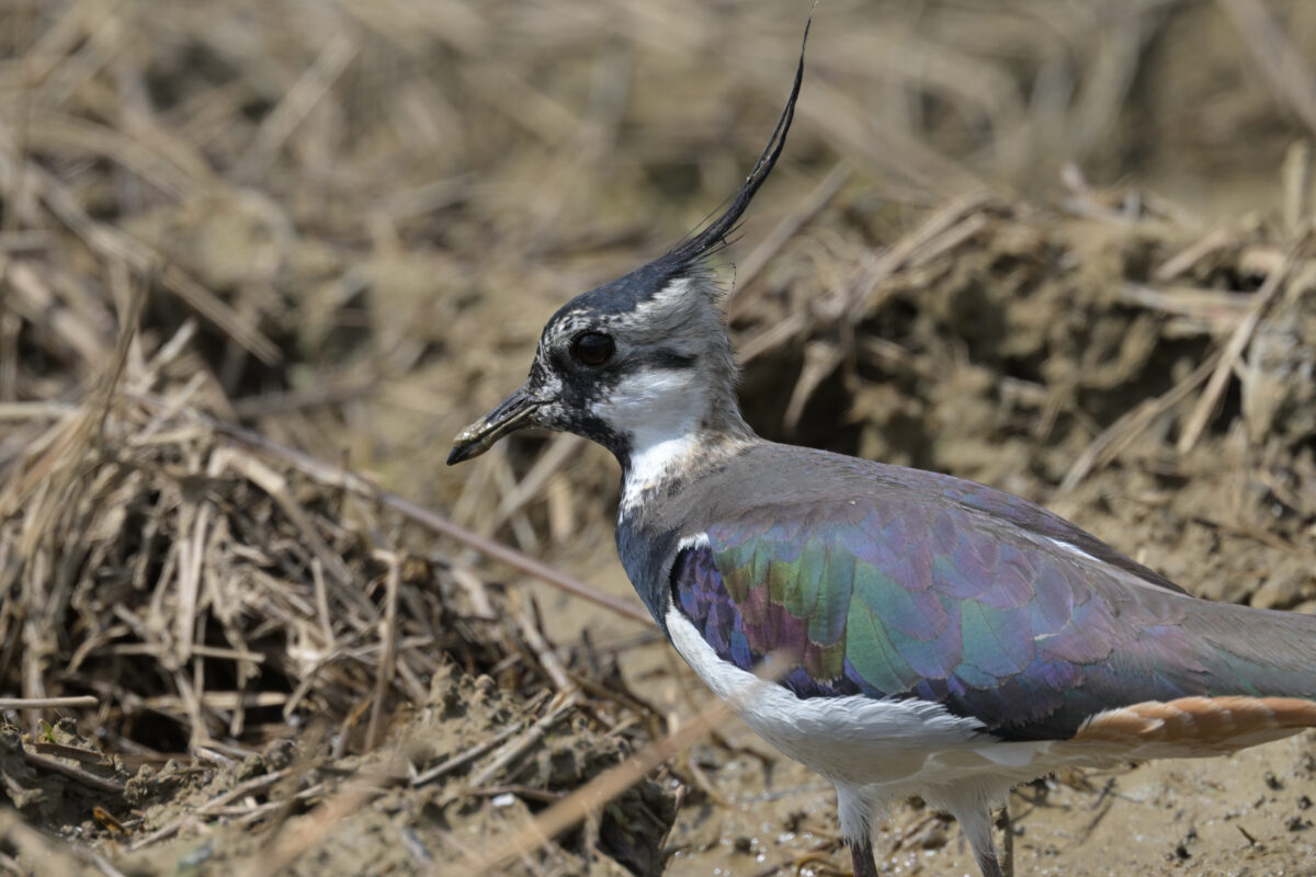 タゲリ
西表島
ミダラの田んぼ
