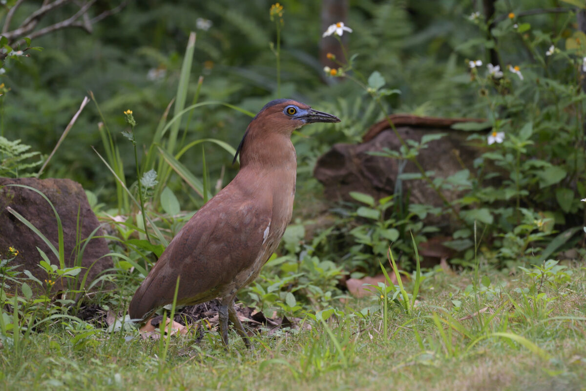 ズグロミゾゴイ
西表島
星立集落