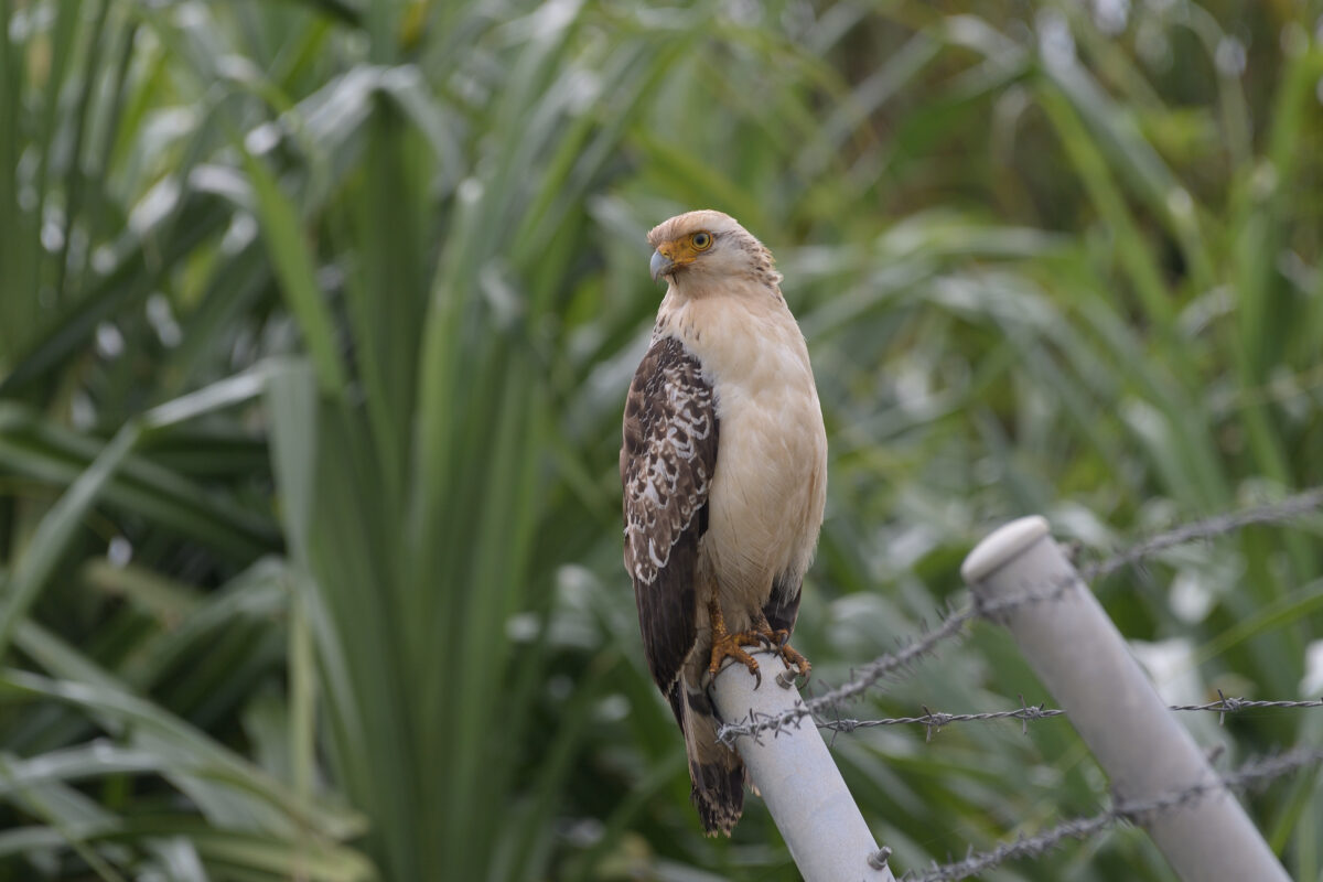 カンムリワシ幼鳥
西表島
美原の田んぼ