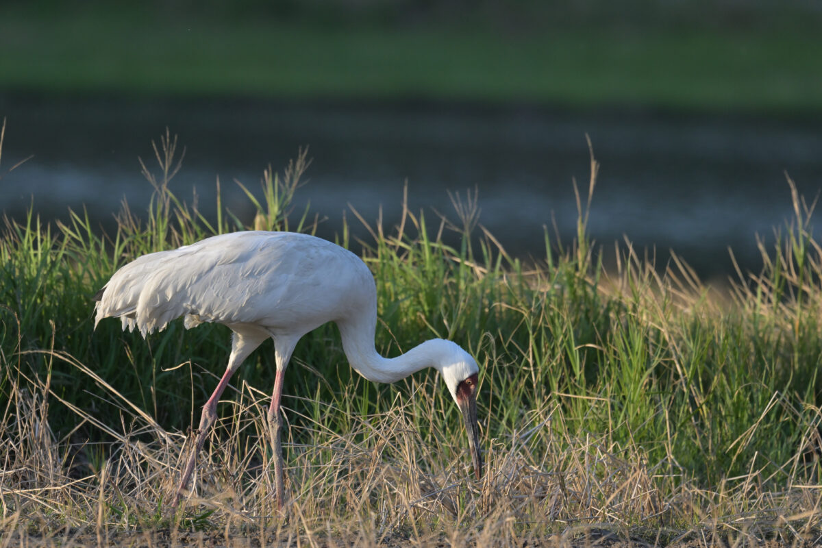 ソデグロヅル
西表島
ミダラの田んぼ