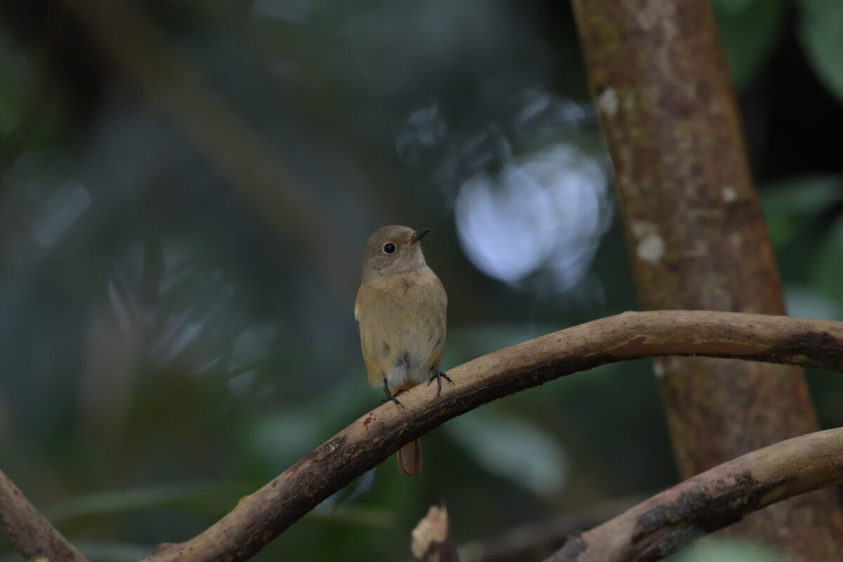 ジョウビタキ
ジョウビタキ♀
ジョウビタキ雌
西表島
白浜林道