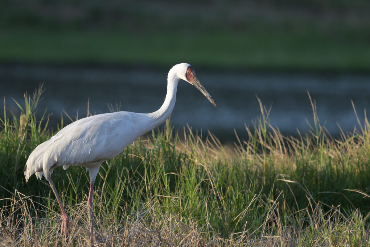 ソデグロヅル
西表島
ミダラの田んぼ
