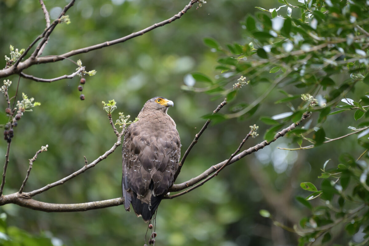カンムリワシ
西表島
白浜林道