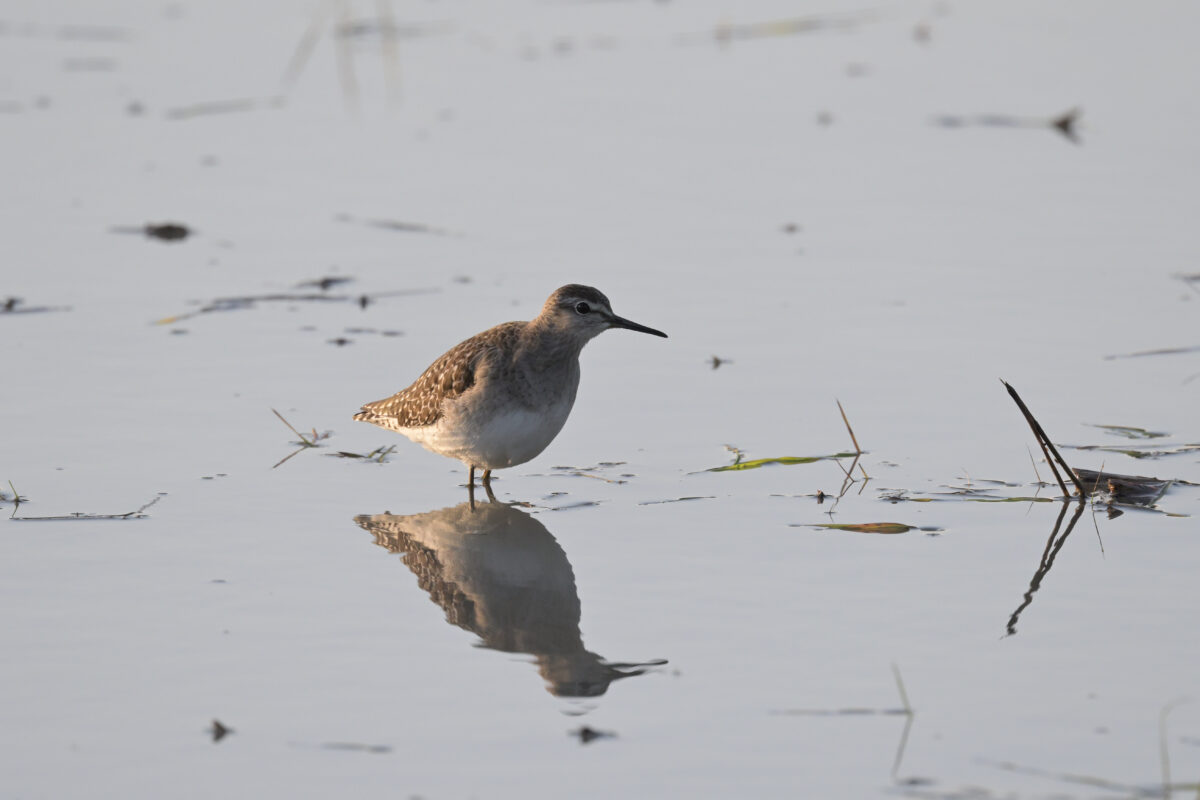 タカブシギ
西表島
ミダラの田んぼ