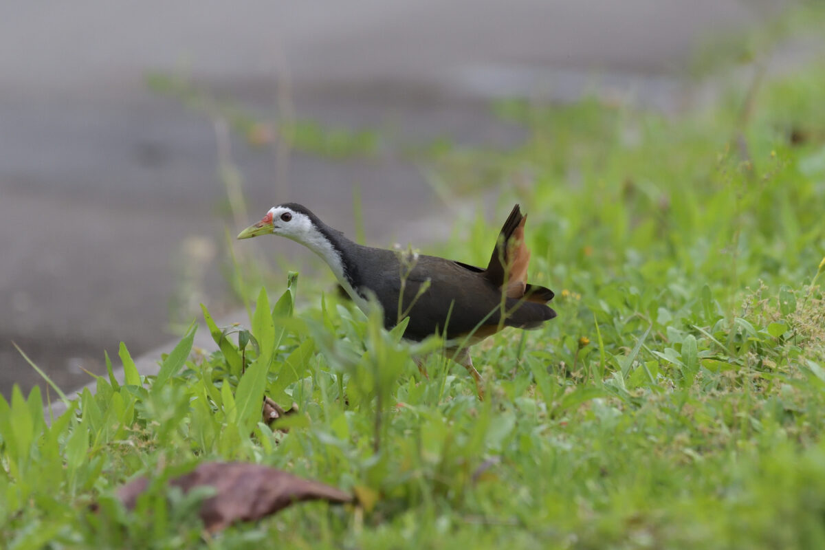 シロハラクイナ
白浜集落
西表島