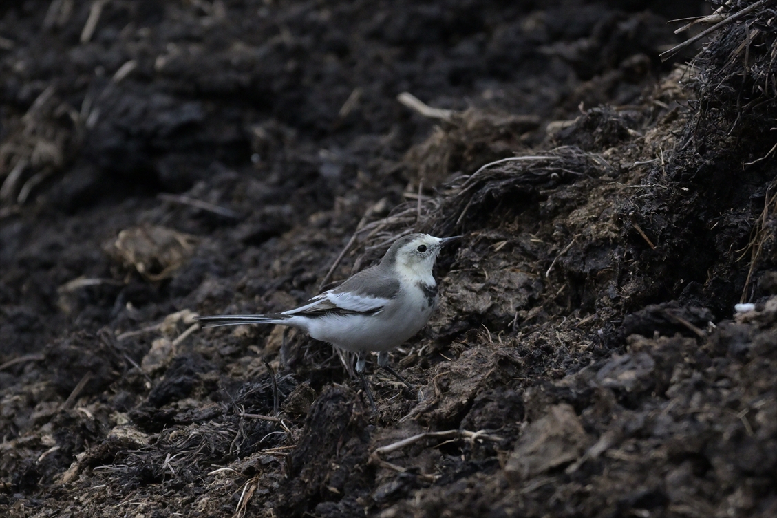 ホオジロハクセキレイ
雌
♀
メス
第1回冬羽
西表島
住吉牧場