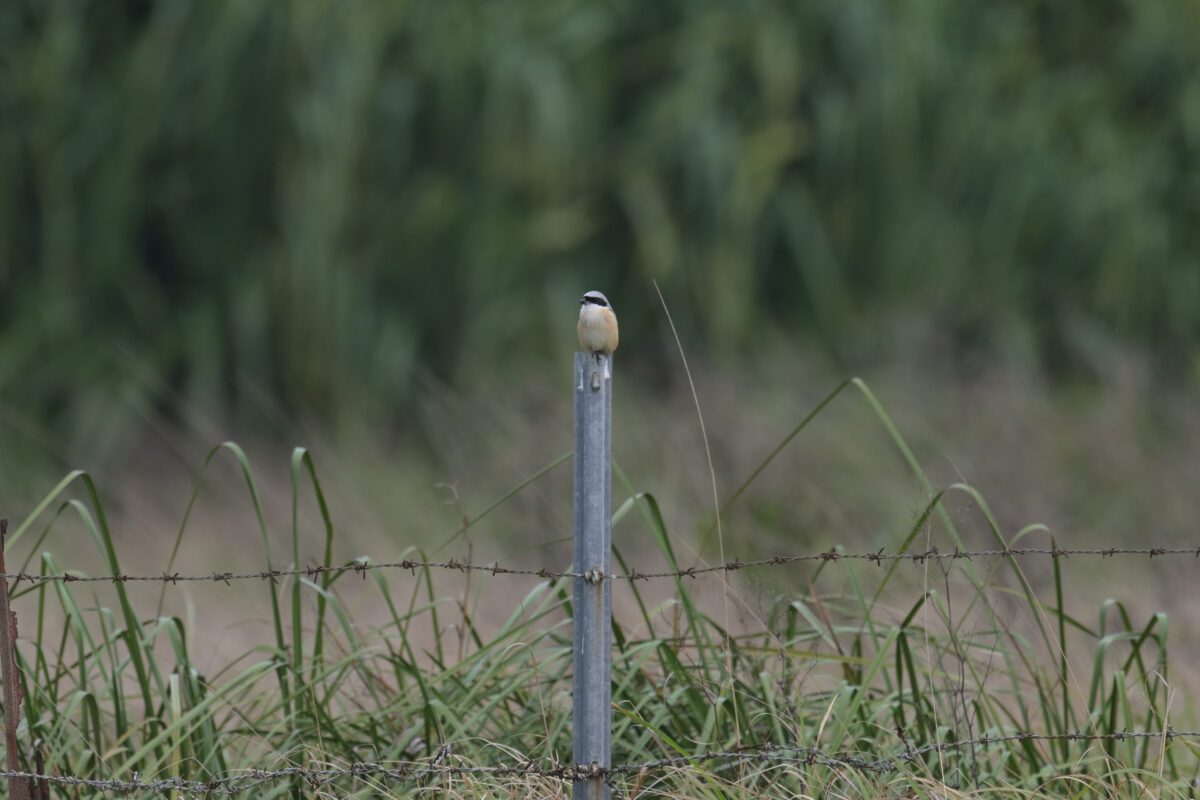 タカサゴモズ
西表島
住吉牧場