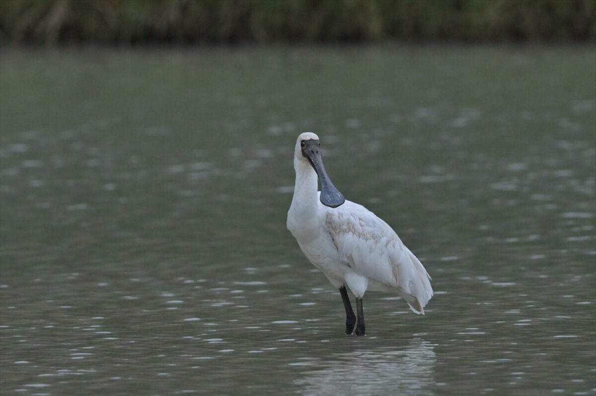 クロツラヘラサギ
西表島
ミダラの田んぼ