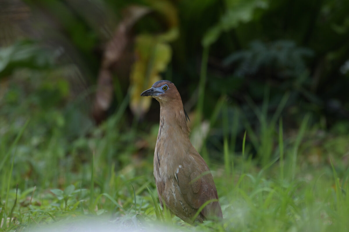 ズグロミゾゴイ
西表島
星立集落