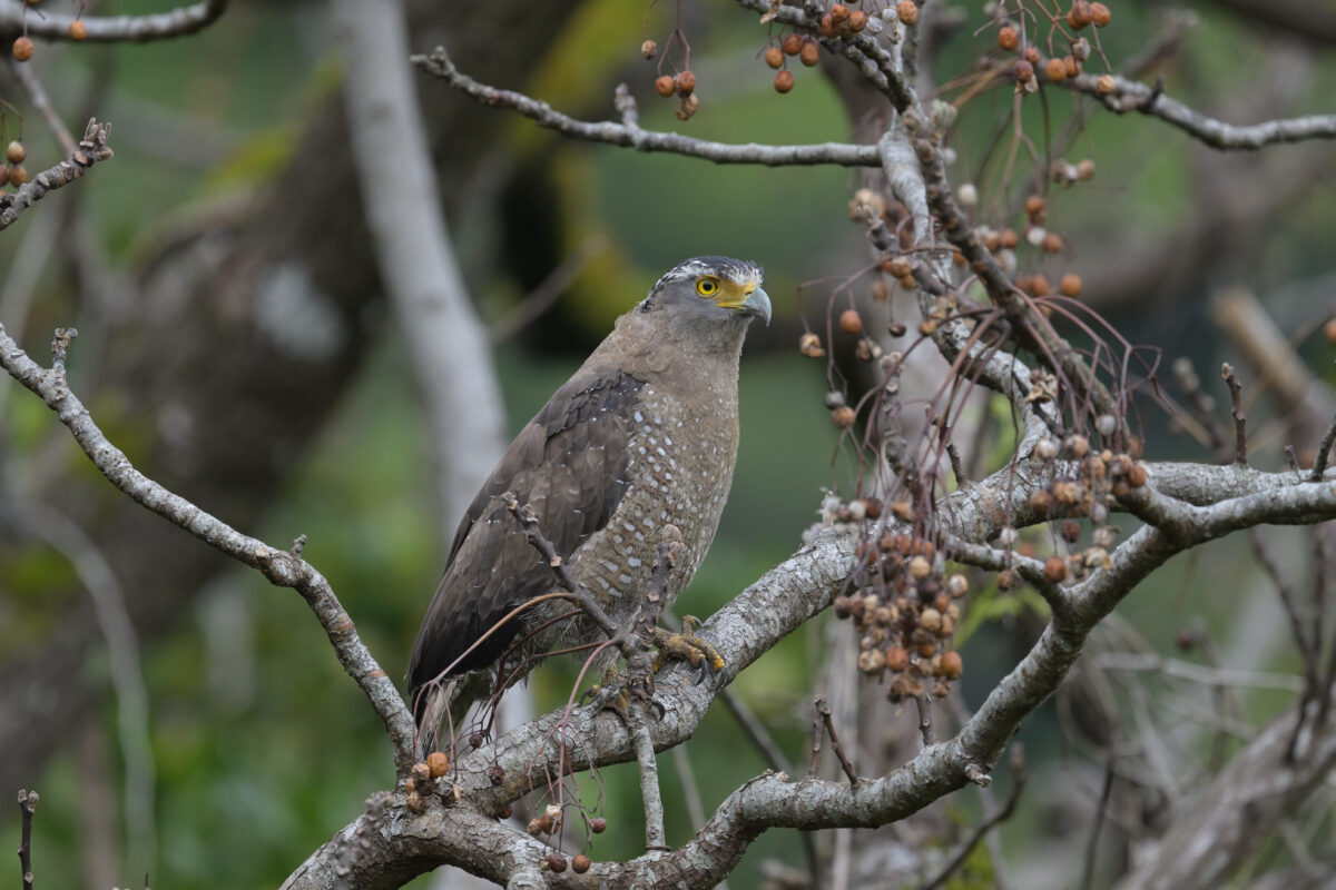 カンムリワシ
西表島
ミダラの田んぼ