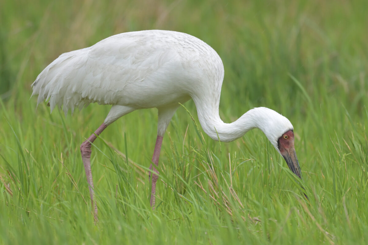 ソデグロヅル
西表島
ミダラの田んぼ