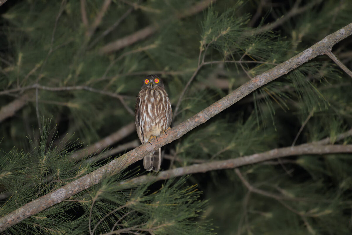 リュウキュウアオバズク
西表島
上原農道