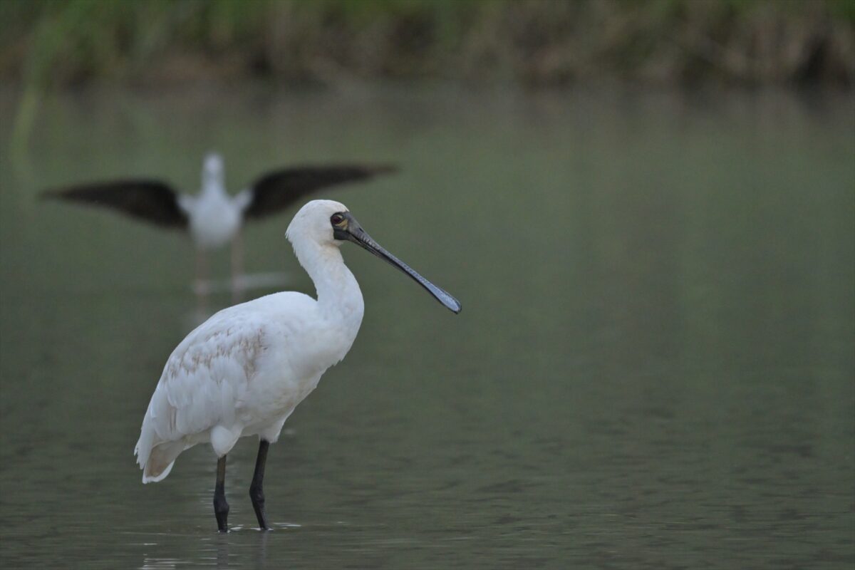 クロツラヘラサギ
西表島
ミダラの田んぼ