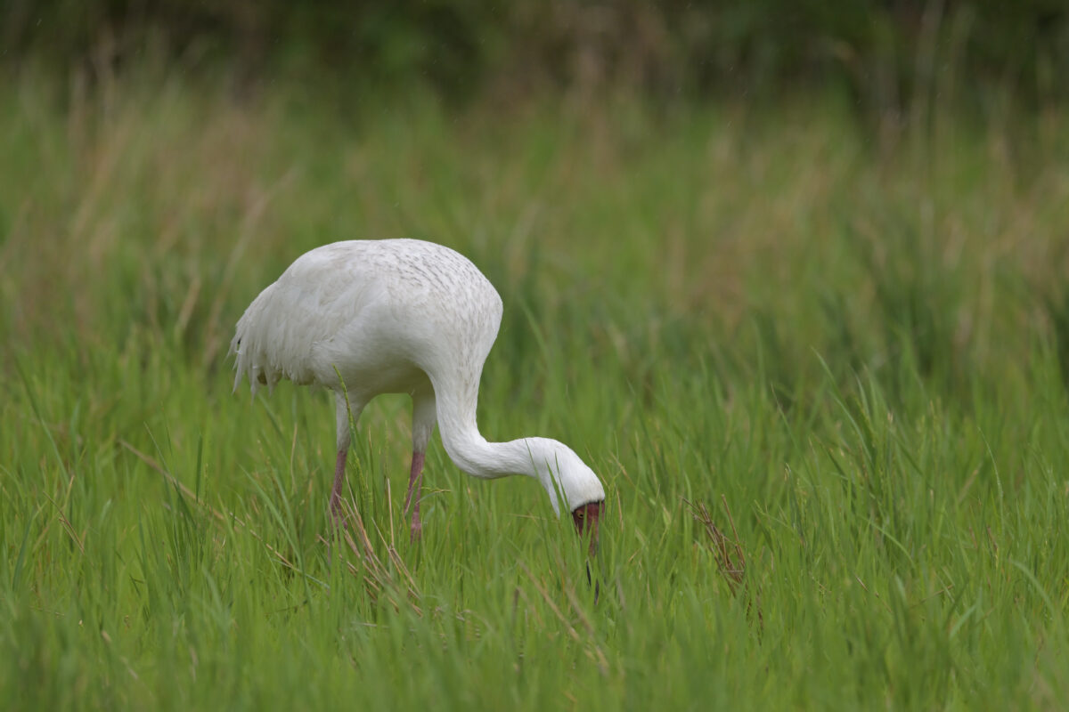 ソデグロヅル
西表島
ミダラの田んぼ
