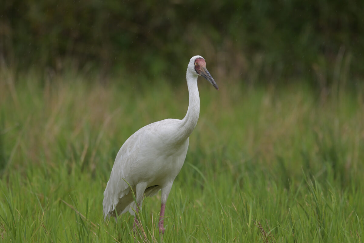 ソデグロヅル
西表島
ミダラの田んぼ