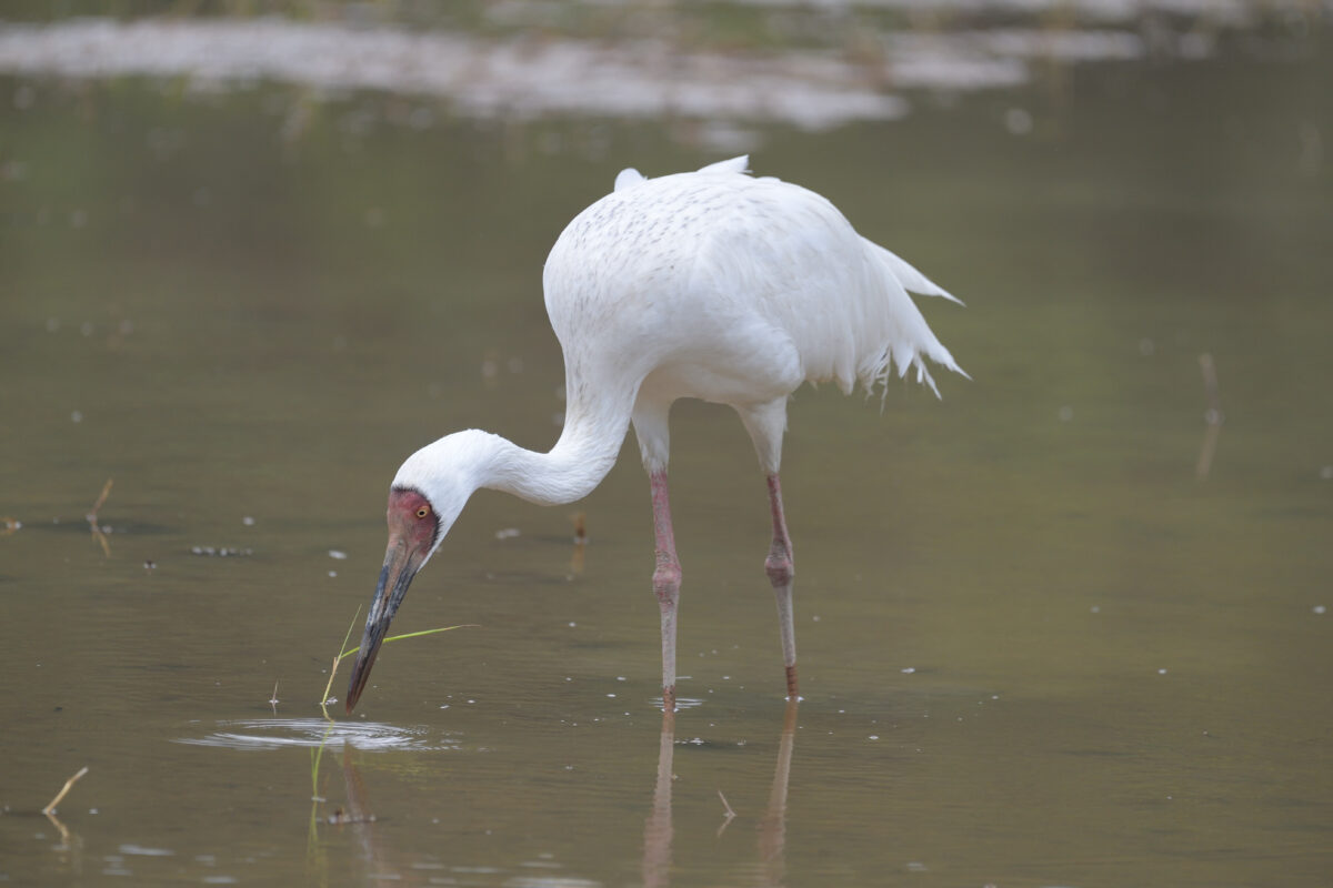 ソデグロヅル
西表島
ミダラの田んぼ