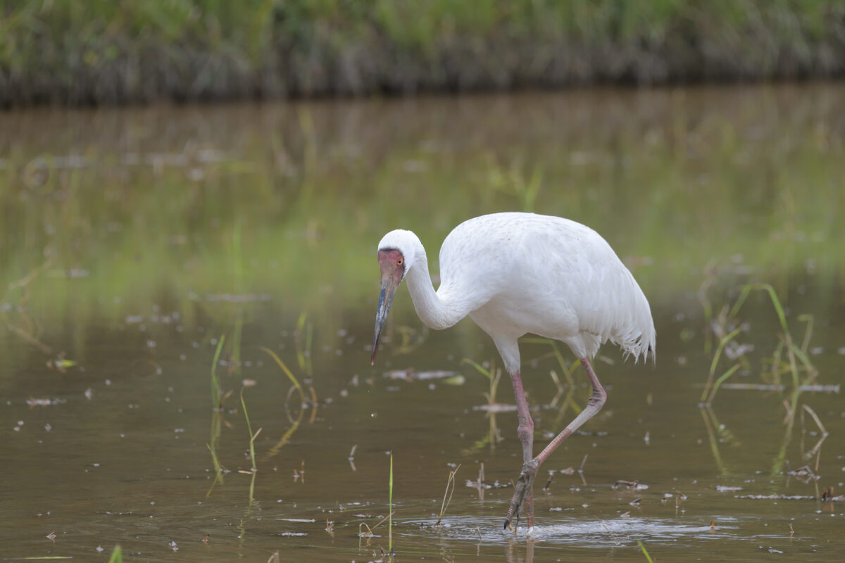 ソデグロヅル
西表島
ミダラの田んぼ