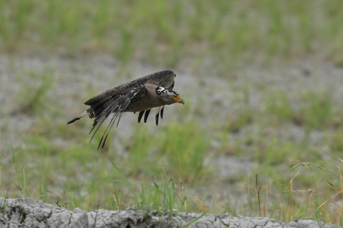 カンムリワシ
ミダラの田んぼ
西表島