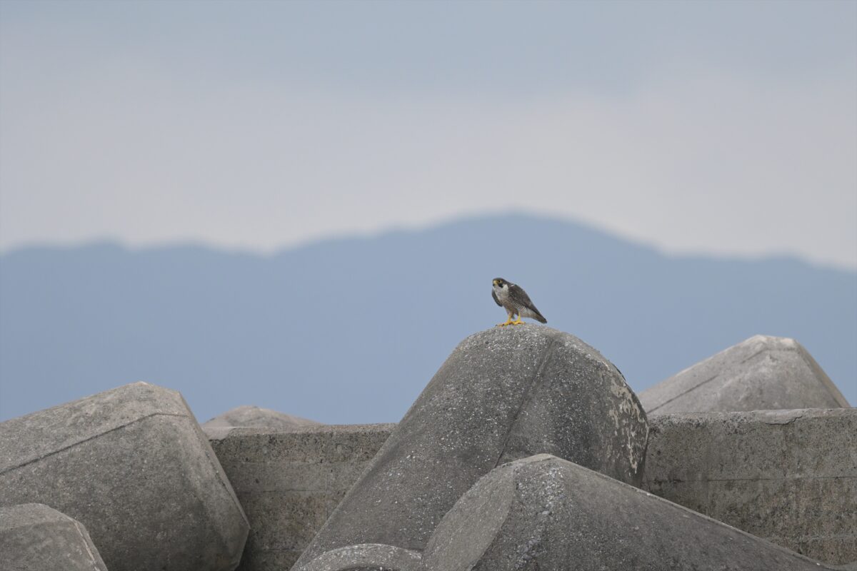 ハヤブサ
シベリアハヤブサ
西表島
鳩間島