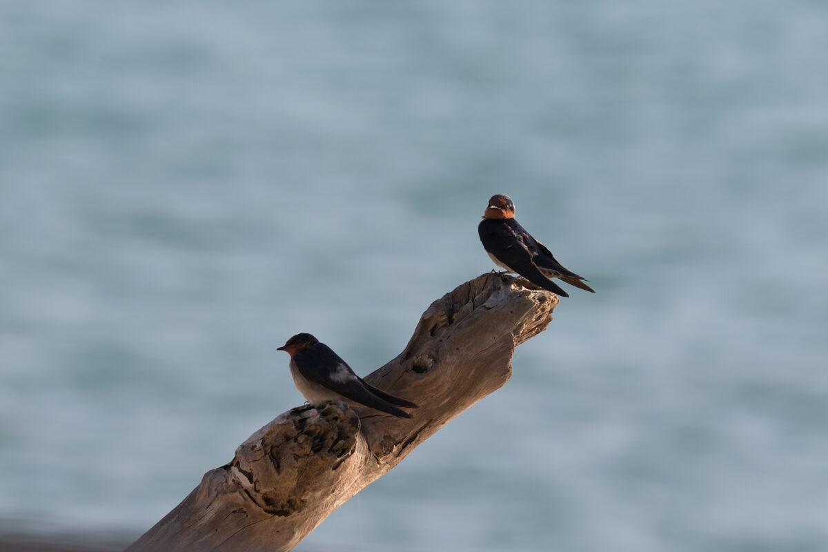 リュウキュウツバメ
西表島
ミダラ浜