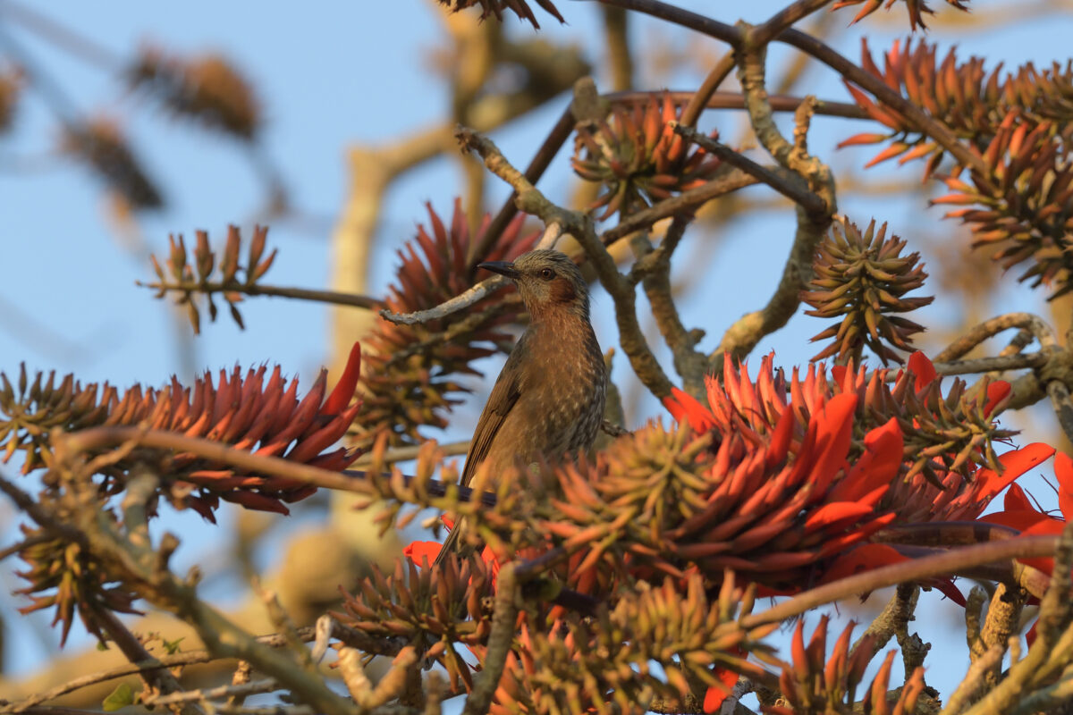 イシガキヒヨドリ
西表島
白浜小学校