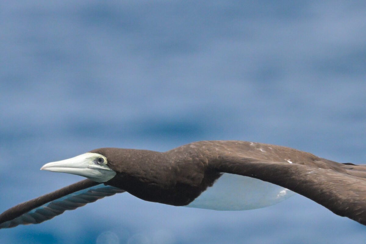 カツオドリ
カツオドリ♀
カツオドリ雌
カツオドリ飛翔
西表島
鳩間島
