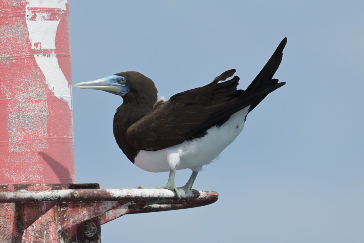 カツオドリ
カツオドリ雄
カツオドリ♂
おしっこしたところ
西表島
鳩間島
