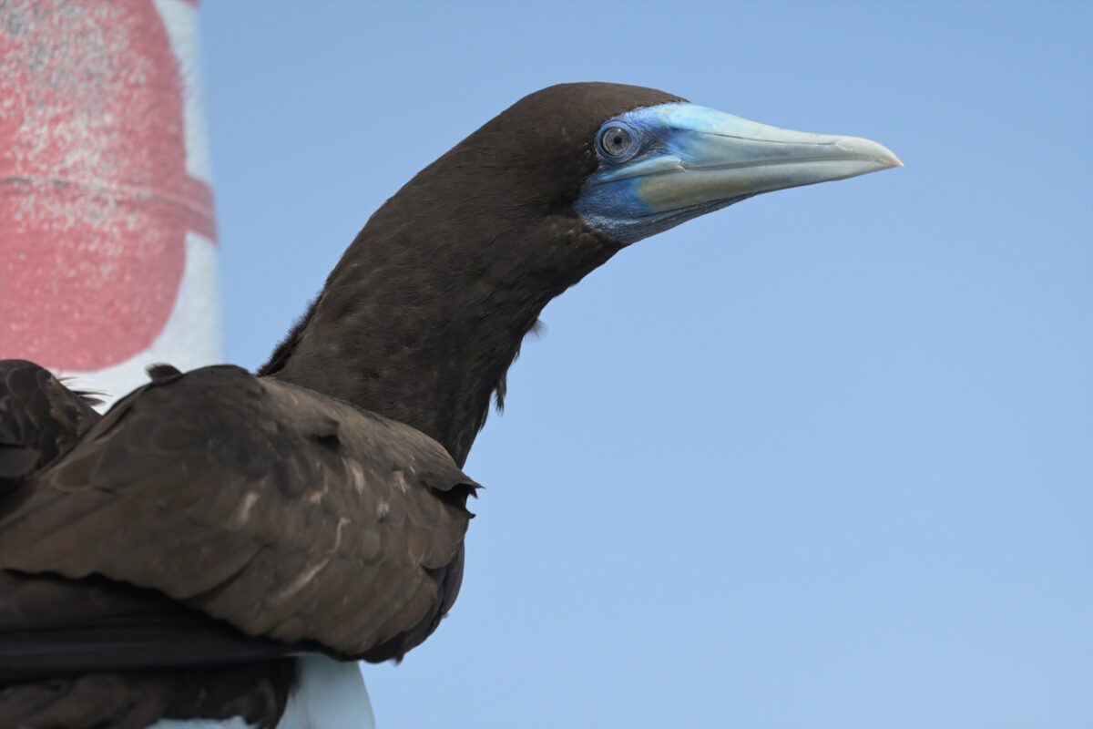 カツオドリ
カツオドリ♂
カツオドリ雄
西表島
鳩間島
