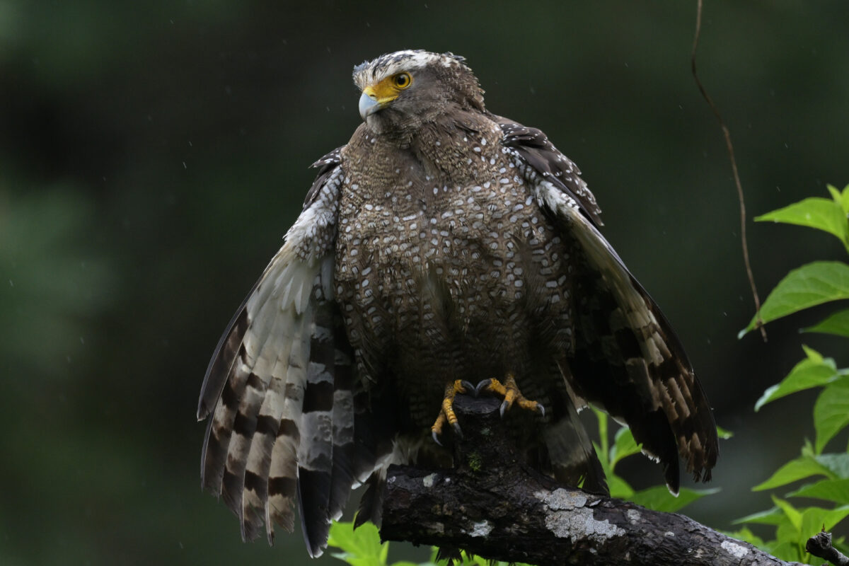 カンムリワシ
羽を干すカンムリワシ
西表島
祖納岳