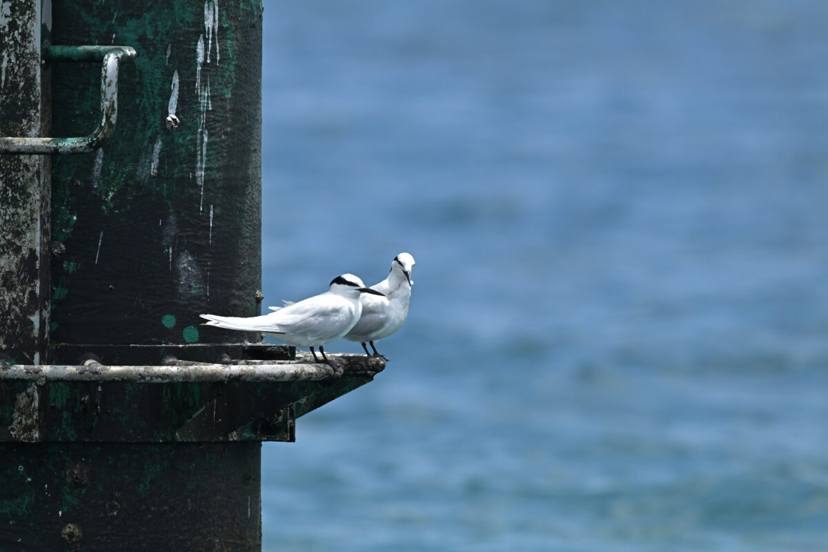 エリグロアジサシ
鳩間島
西表島