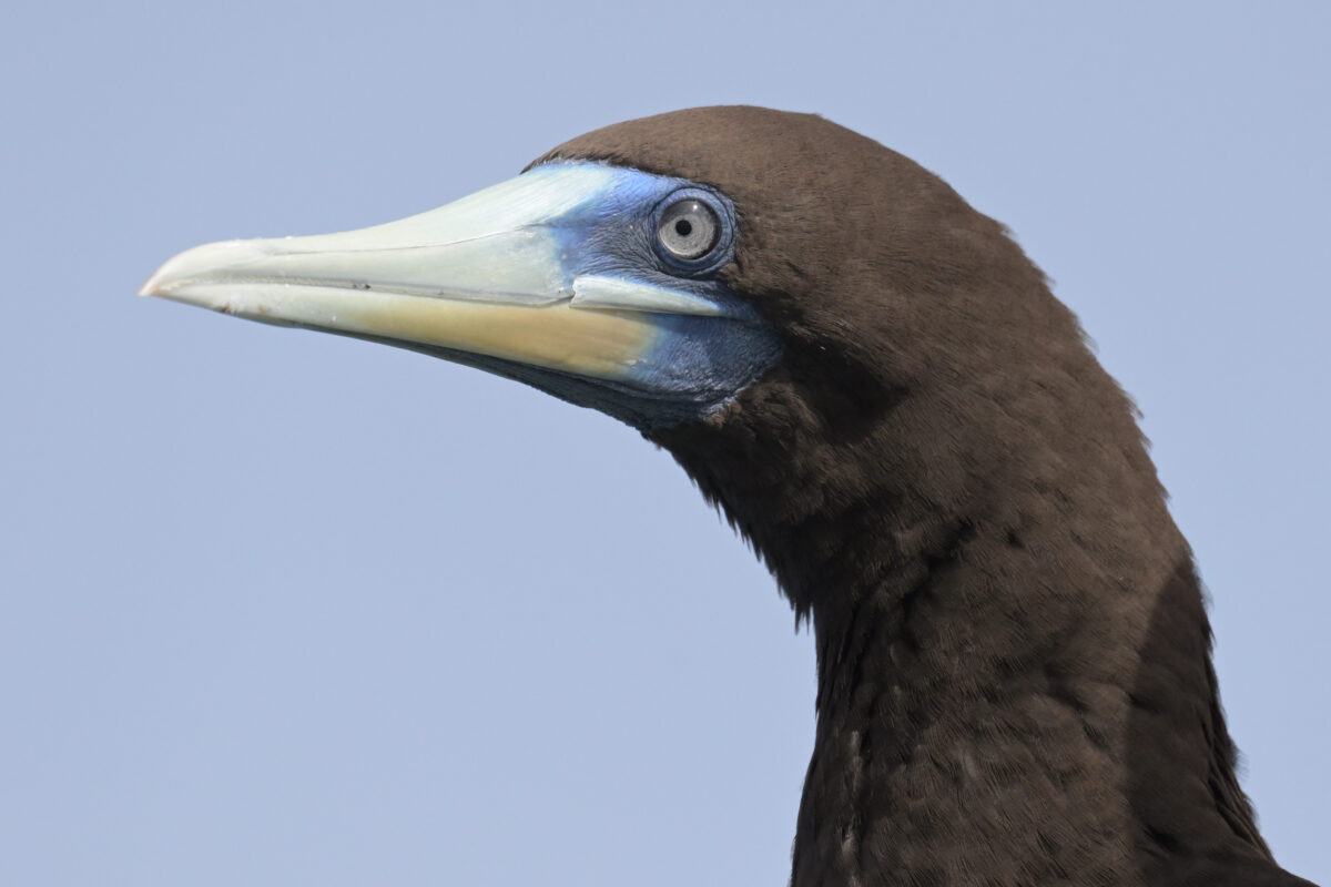 カツオドリ
カツオドリ♂
カツオドリ雄
顔ドアップ
顔だけ
西表島
鳩間島
