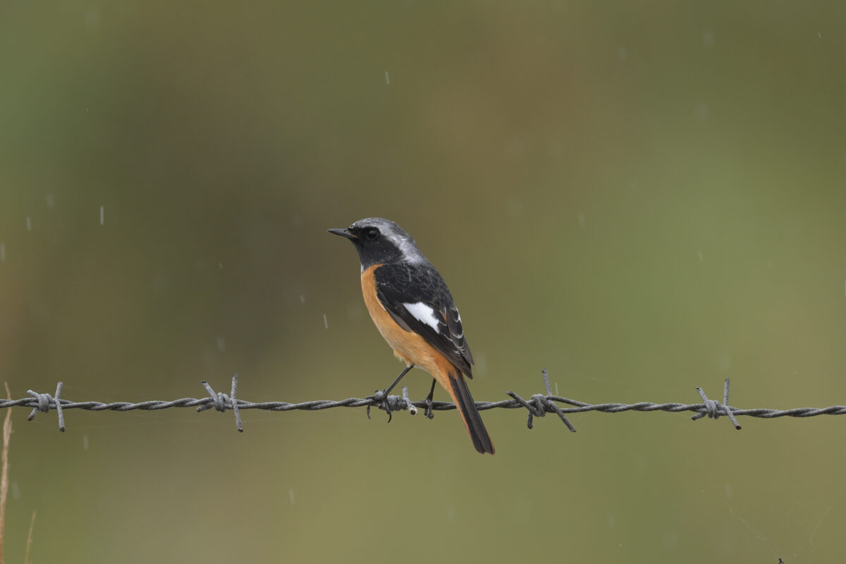 ジョウビタキ
ジョウビタキ雄
ジョウビタキ♂
西表島
住吉コンポスト