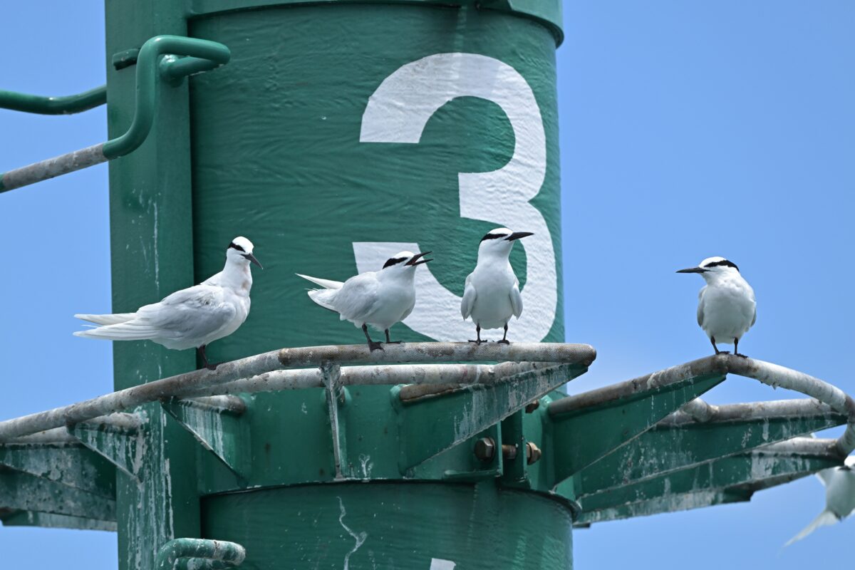 エリグロアジサシ
鳩間島
西表島