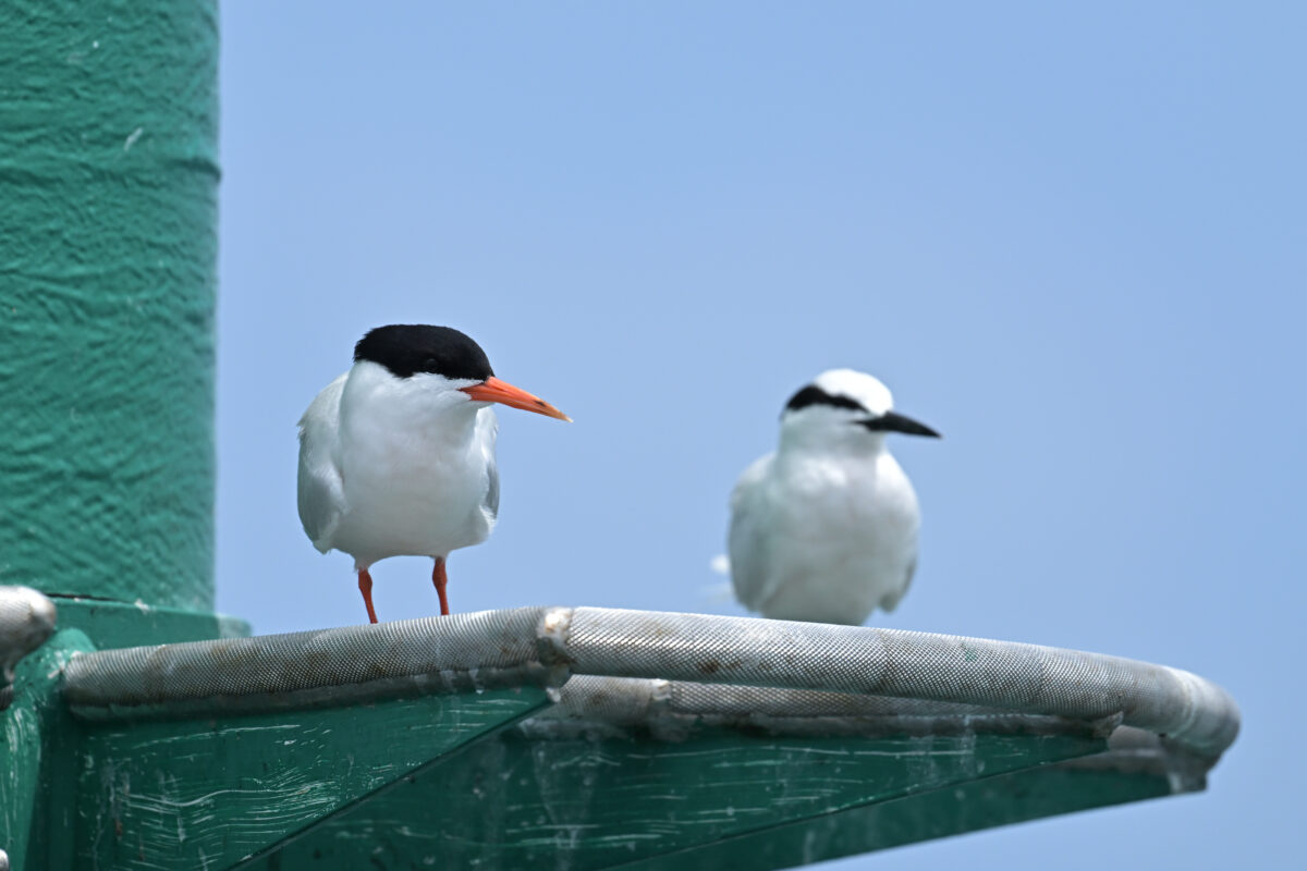 ベニアジサシ
西表島
鳩間島