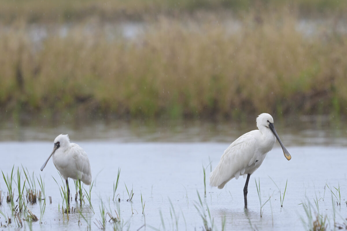 ヘラサギ
クロツラヘラサギ
西表島
美原の田んぼ