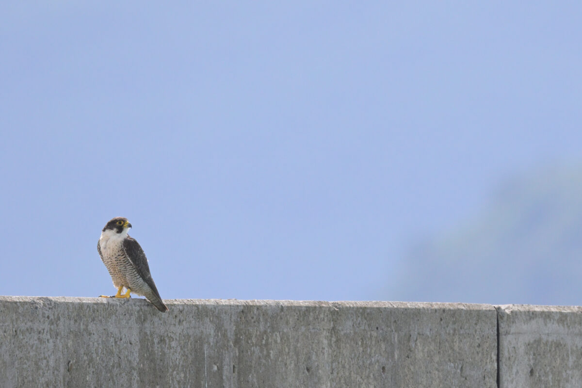 ハヤブサ
西表島
鳩間島
