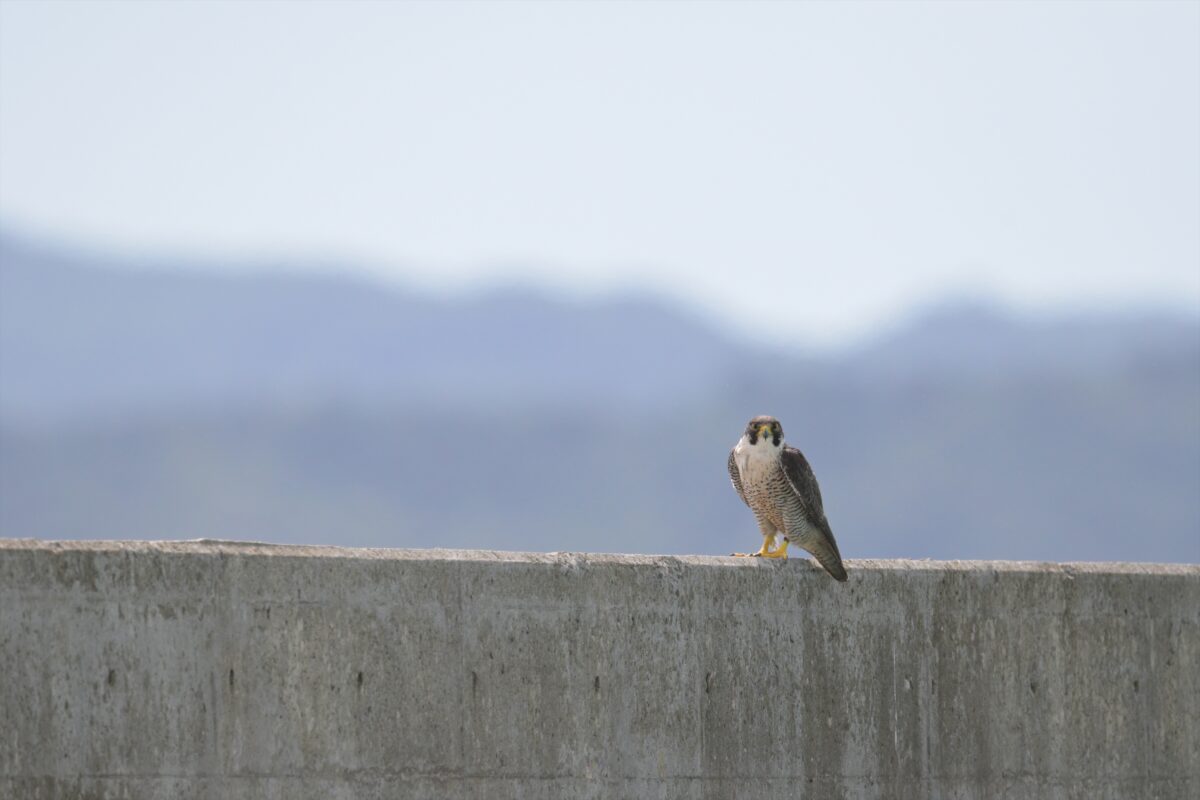 ハヤブサ
西表島
鳩間島