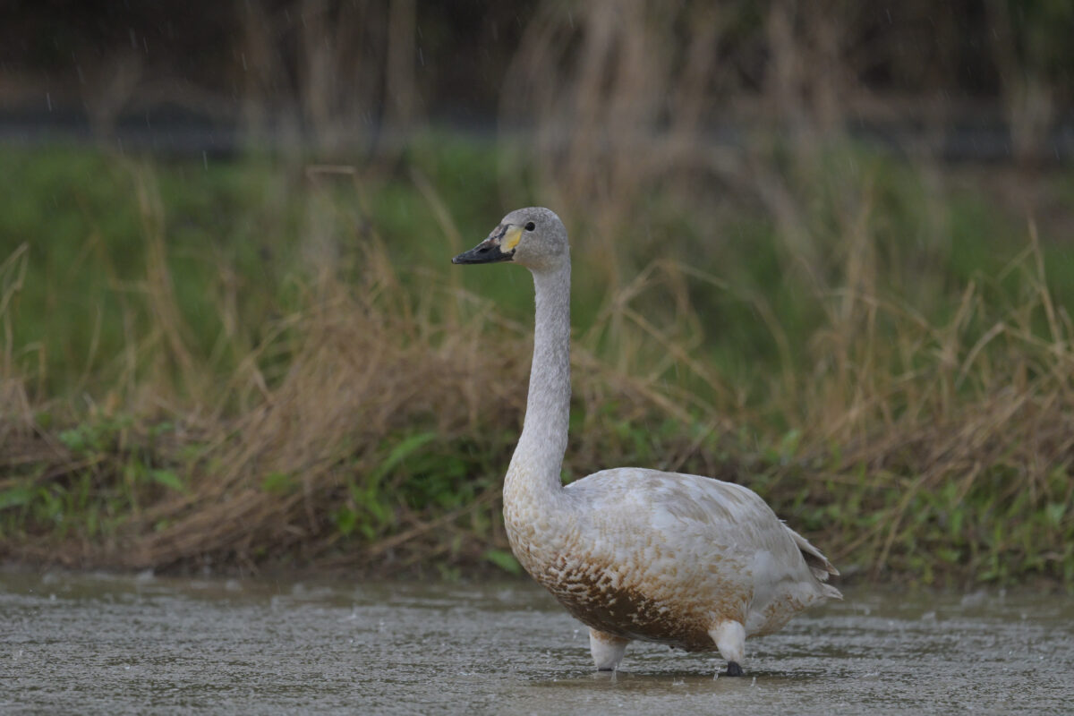 コハクチョウ
コハクチョウ幼鳥
西表島
オオホラダ