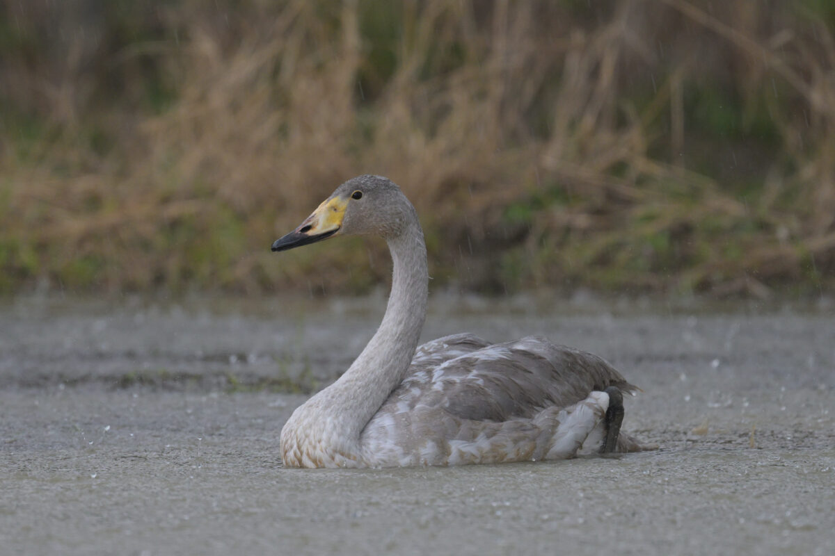オオハクチョウ
オオハクチョウ幼鳥
西表島
オオホラダ