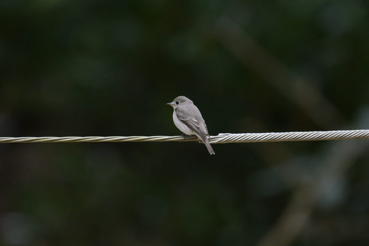コサメビタキ
西表島
星立集落