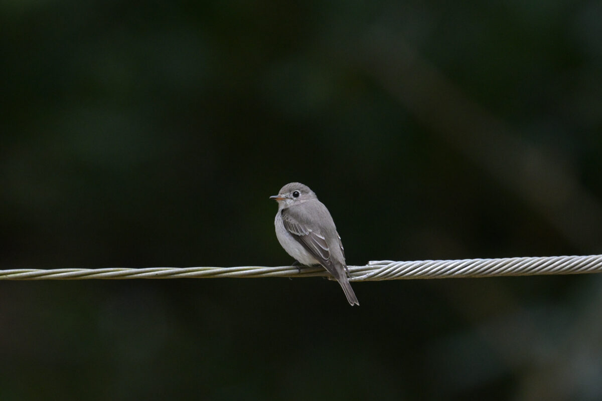コサメビタキ
西表島
星立集落