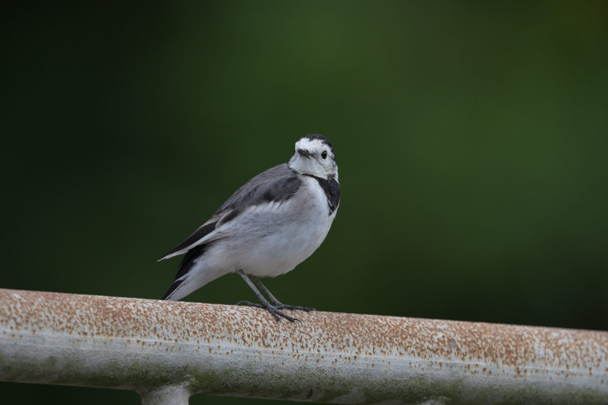 ホオジロハクセキレイ♀
ホオジロハクセキレイ雌
ホオジロハクセキレイ
西表島
祖納港