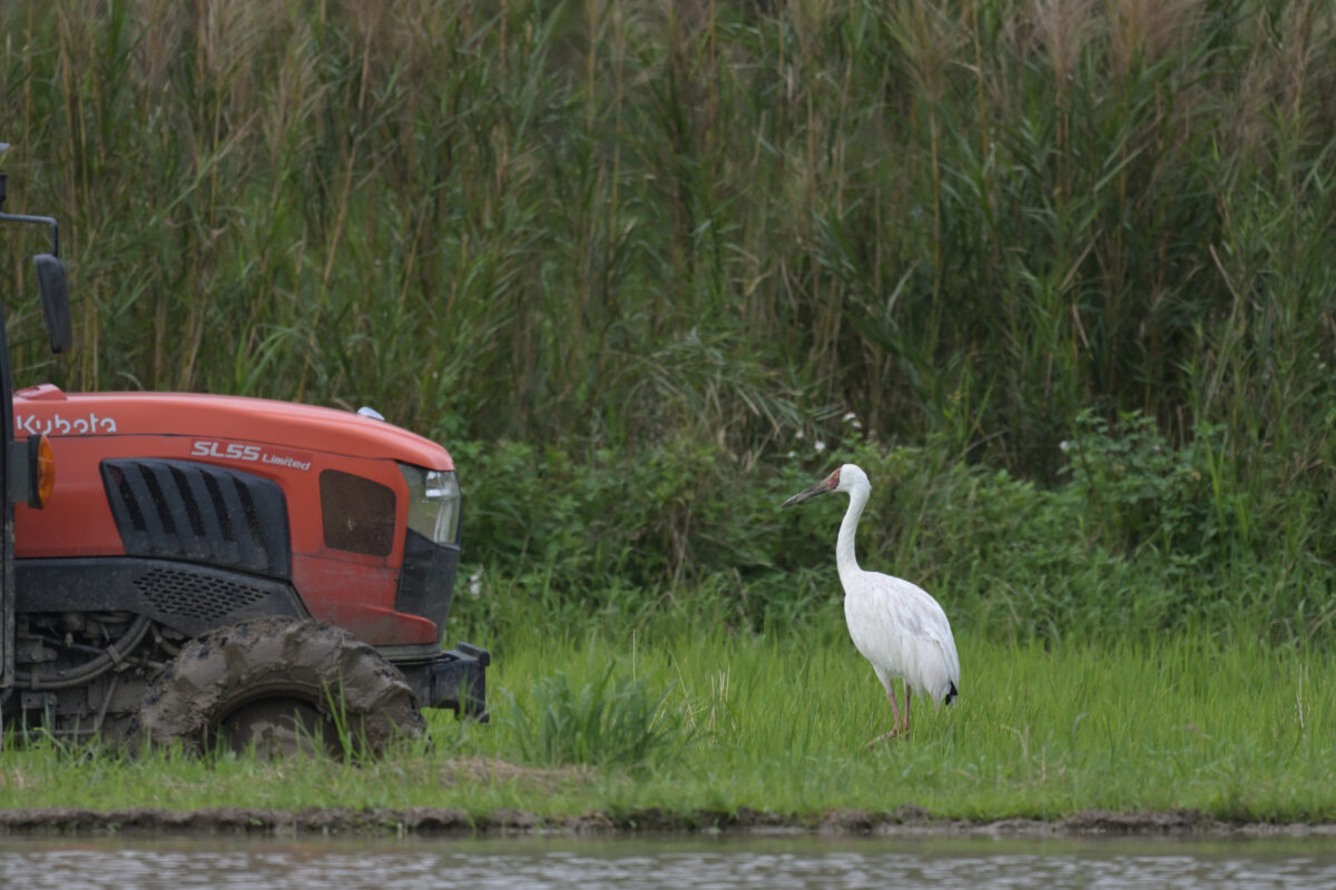 ソデグロヅル
西表島
ミダラの田んぼ