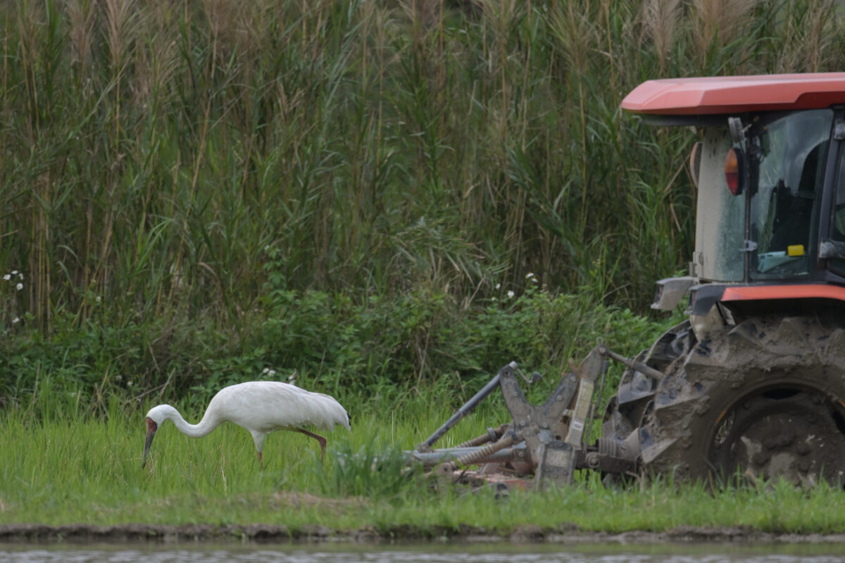 ソデグロヅル
西表島
ミダラの田んぼ