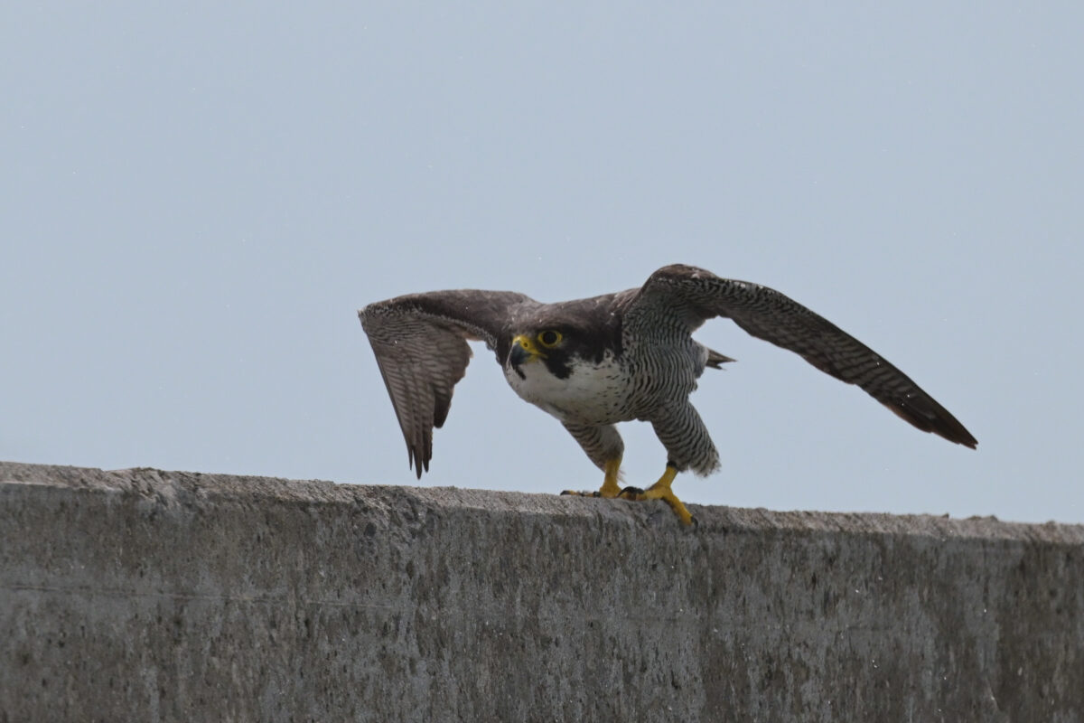ハヤブサ
西表島
鳩間島