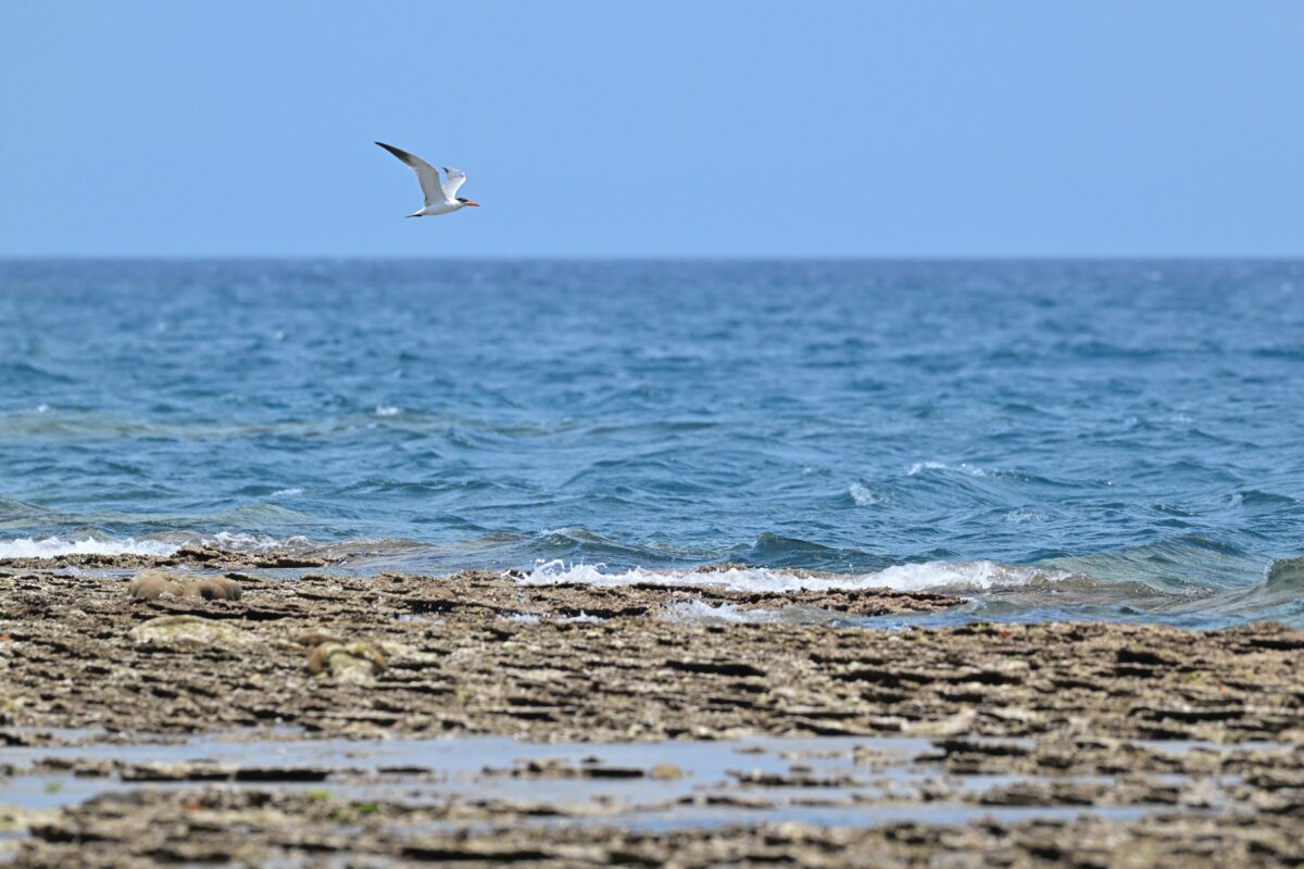 オニアジサシ
鳩間島
西表島